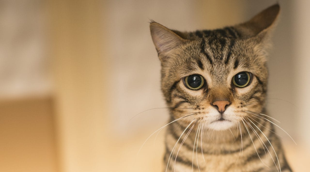 Cuánto debe comer un gato y a qué hora: guía para dueños responsables