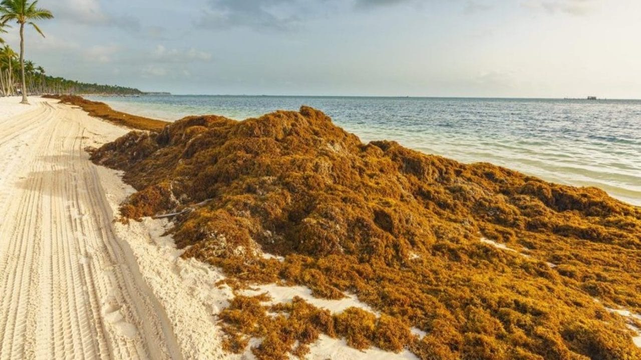 Alarma en el Caribe: 31 millones de toneladas de sargazo tóxico se acercan  a playas mexicanas - La Verdad Noticias