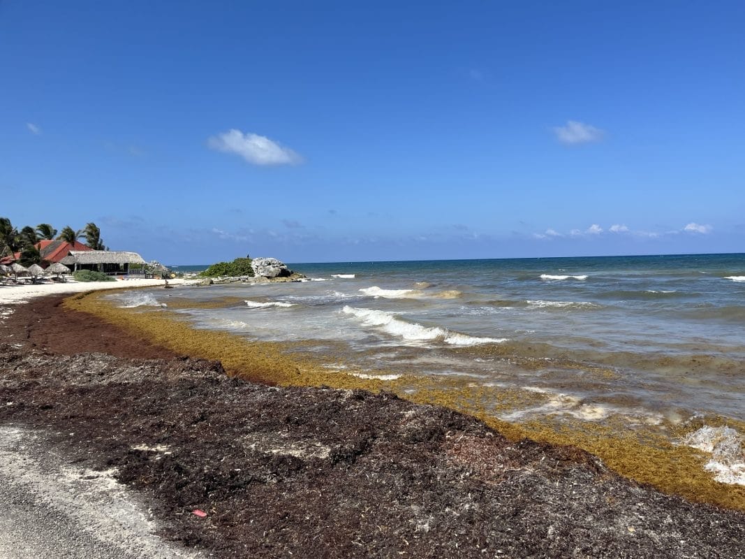 Sargazo invade 15 playas de Quintana Roo; se prevén 25 mil toneladas en 2025 - La Verdad Noticias