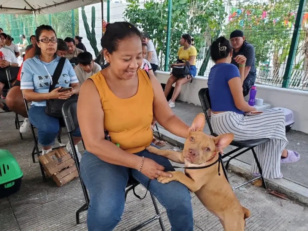 esterilización gratuita de perros en Cancún