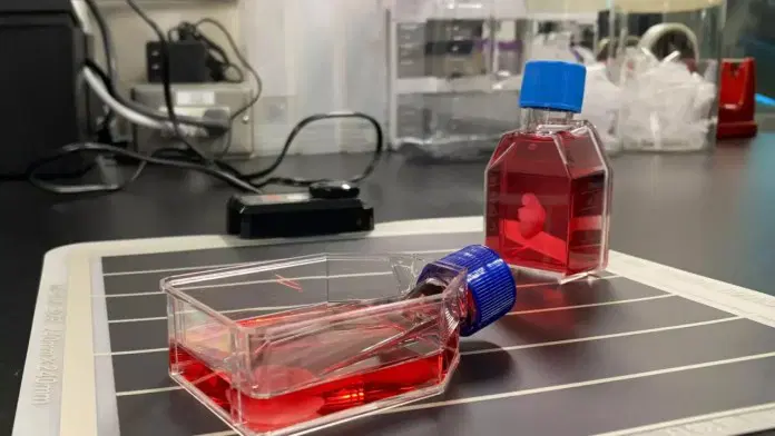 Regenerative Medizin: Wie im Labor gezüchtete Organe Millionen Leben retten könnten