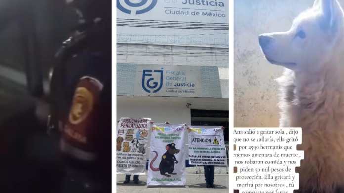 Pergatuzoo Case: Mexico City Government Pressured Over Extortion Crisis