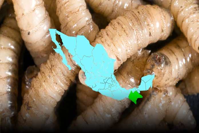 Il verme della vite senza fine: il Chiapas apre la strada in Messico