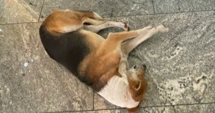 Dierenmishandeling op Plaza Artz Pedregal: particuliere beveiliger wordt ervan beschuldigd een hond te hebben proberen weg te halen.
