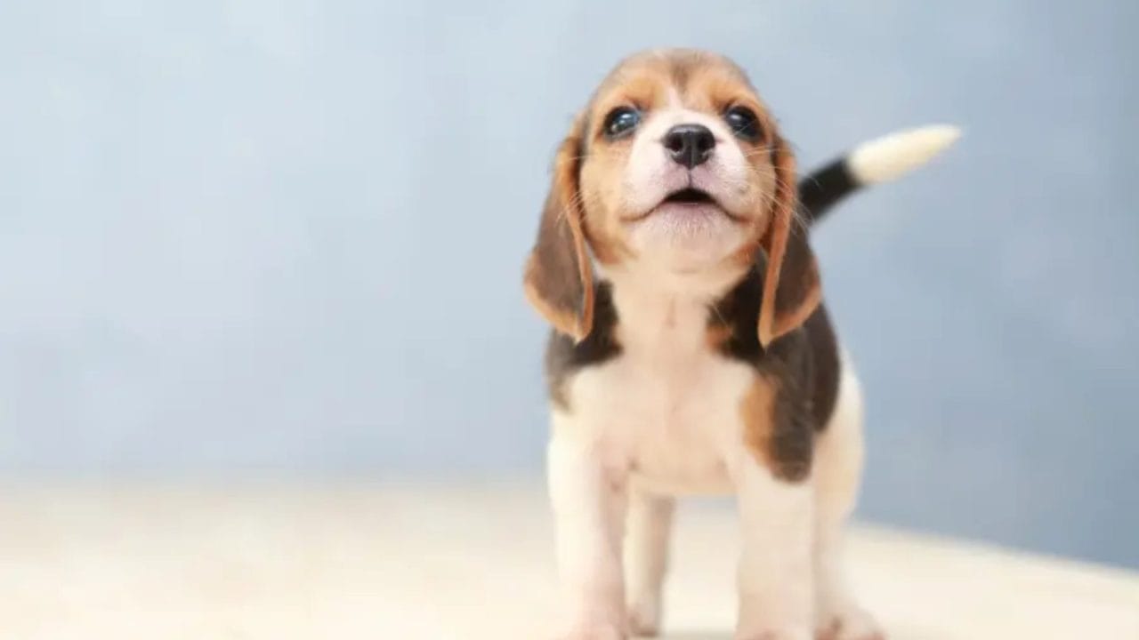 ¡No te Pases de Robo! Guía Completa para Presupuestar los Gastos de tu Perro sin Estrés
