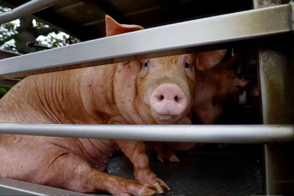 China erhebt Zölle auf europäisches Schweinefleisch und beeinträchtigt damit wichtige Exporte